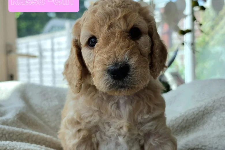 Cockapoo