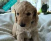Cockapoo