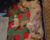 Cockapoo