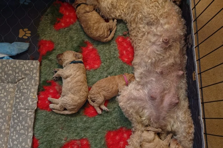 Cockapoo