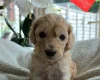 Cockapoo