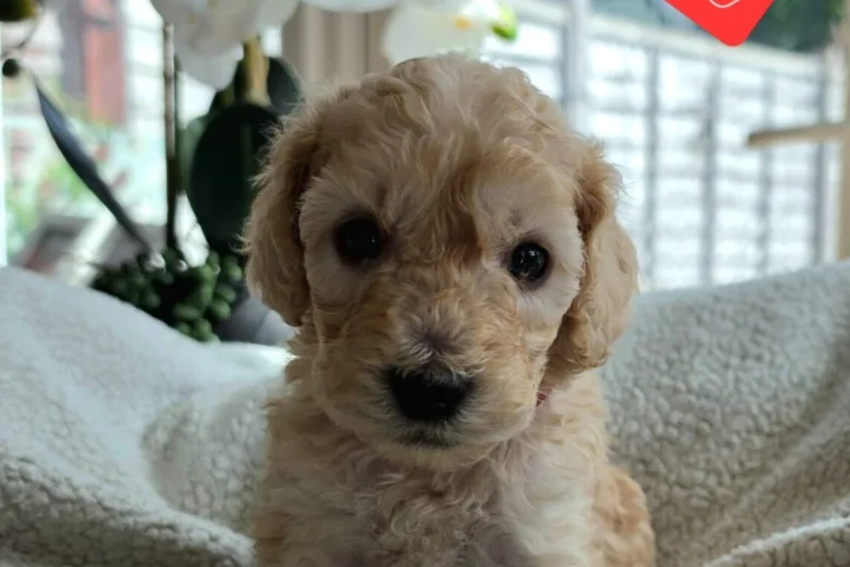 Cockapoo