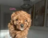 Cavapoo