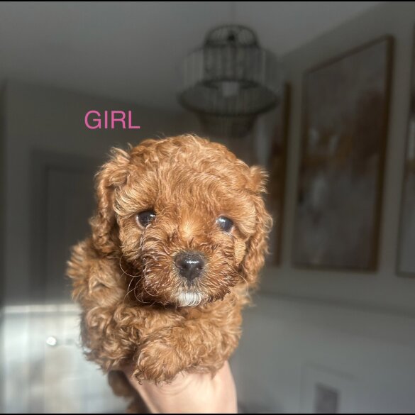Cavapoo