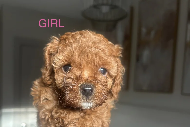 Cavapoo