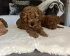 Cavapoo
