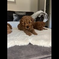 Cavapoo