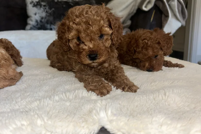 Cavapoo
