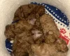 Cavapoo