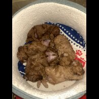 Cavapoo
