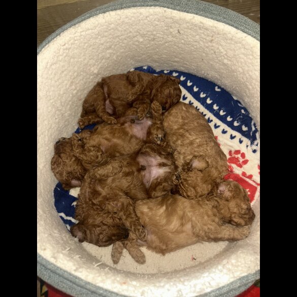 Cavapoo