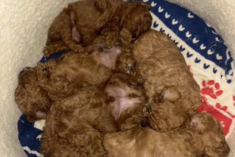 Cavapoo