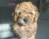 Cavapoo