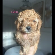 Cavapoo