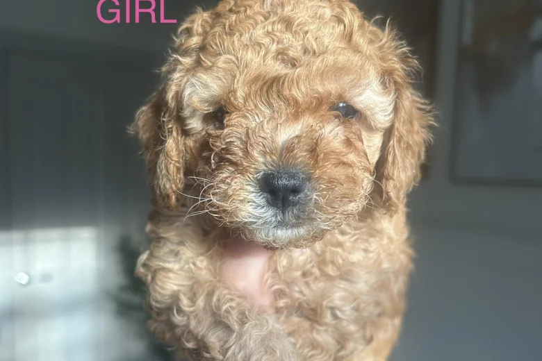 Cavapoo