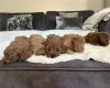 Cavapoo