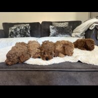 Cavapoo