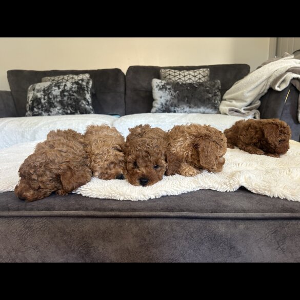Cavapoo