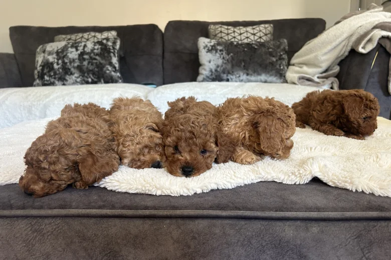 Cavapoo