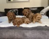 Cavapoo