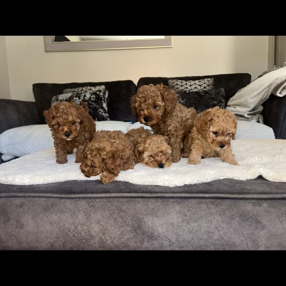 Cavapoo