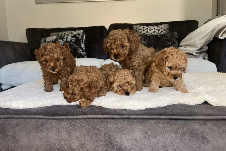 Cavapoo