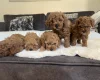 Cavapoo