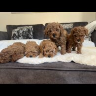 Cavapoo