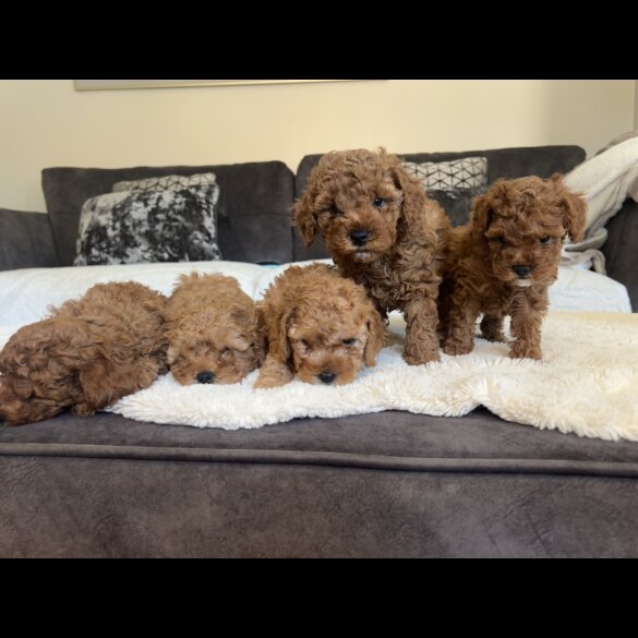 Cavapoo
