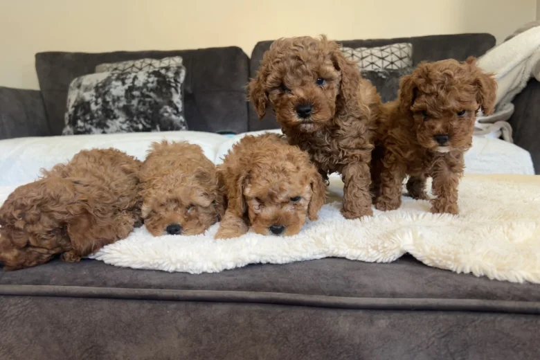 Cavapoo