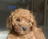 Cavapoo
