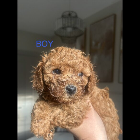 Cavapoo
