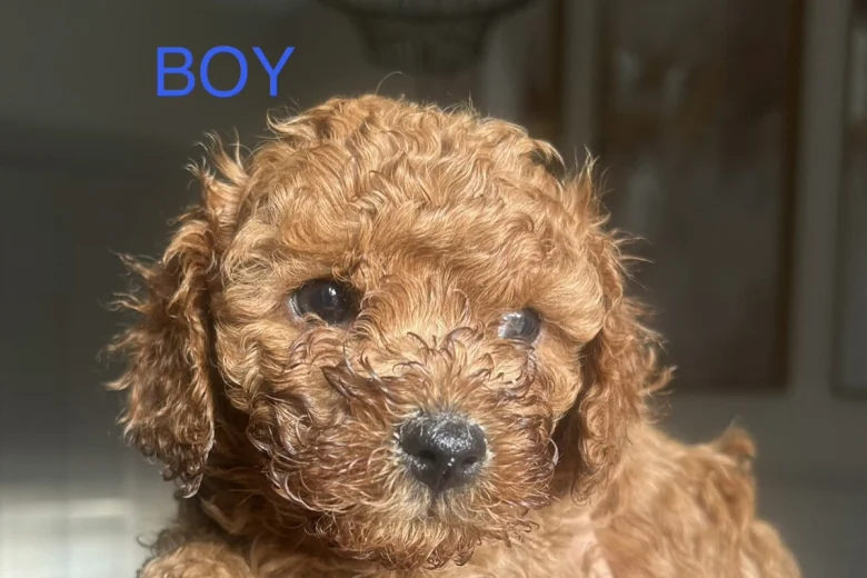 Cavapoo