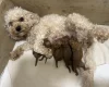 Cavapoo