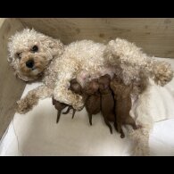 Cavapoo