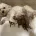 Cavapoo