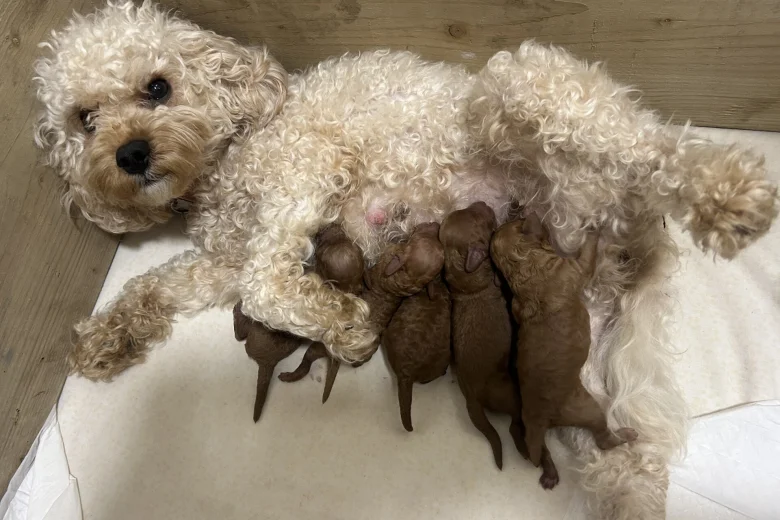 Cavapoo