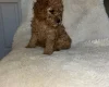 Cavapoo