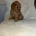 Cavapoo