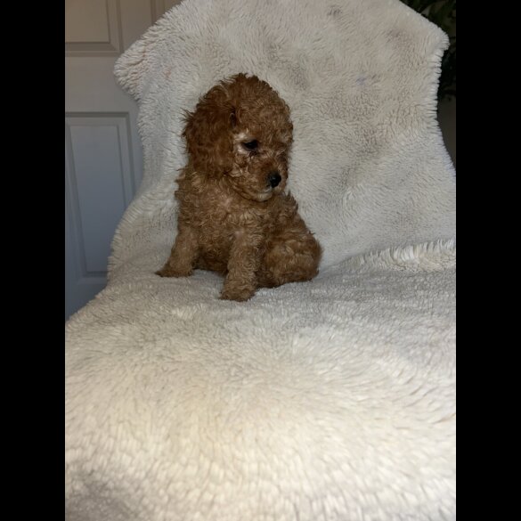 Cavapoo