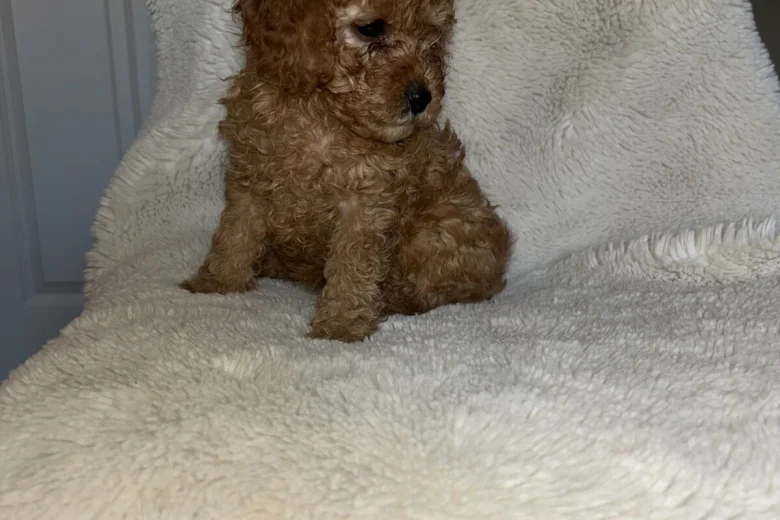 Cavapoo