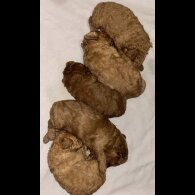 Cavapoo