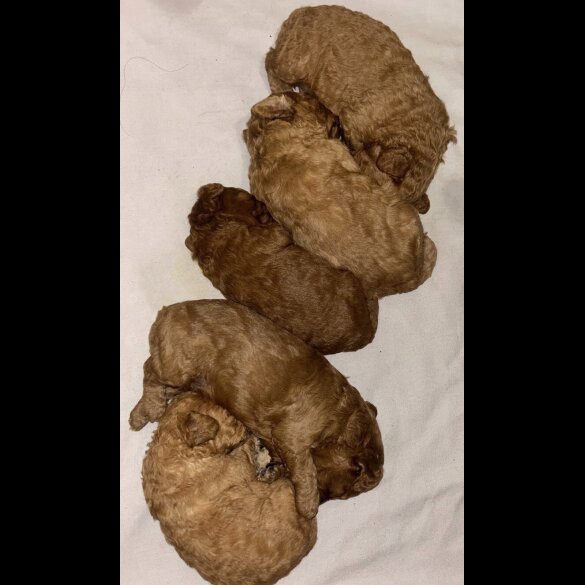 Cavapoo