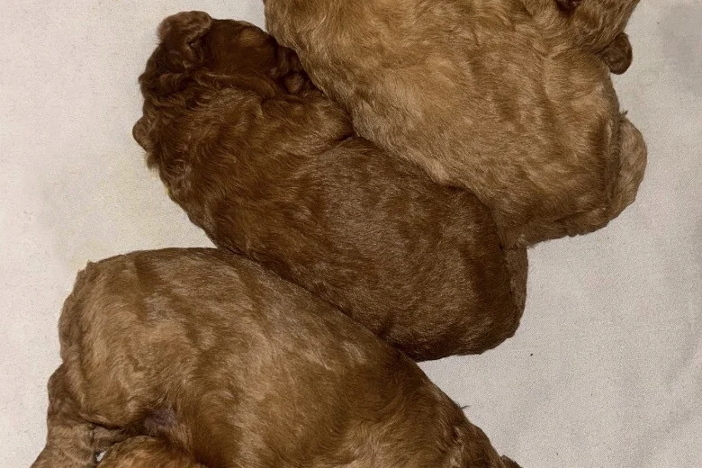 Cavapoo