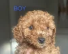 Cavapoo
