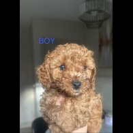 Cavapoo