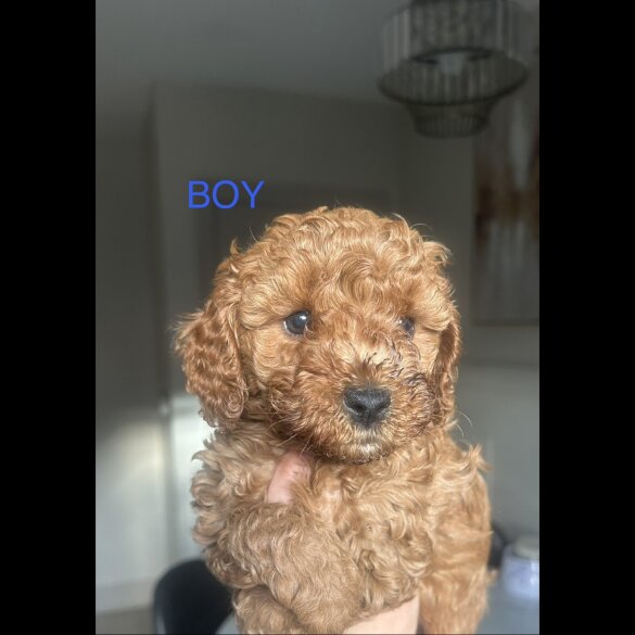 Cavapoo