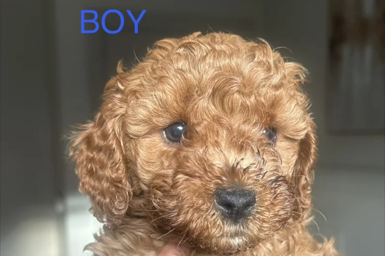 Cavapoo