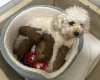 Cavapoo