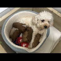 Cavapoo